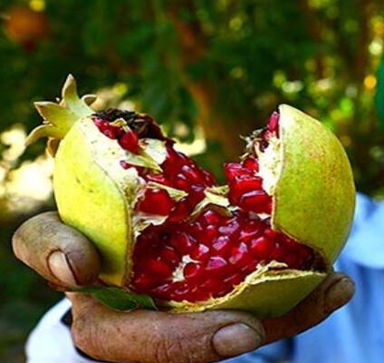 Νοέμβριος, η εποχή του ροδιού στη Γιάζντ