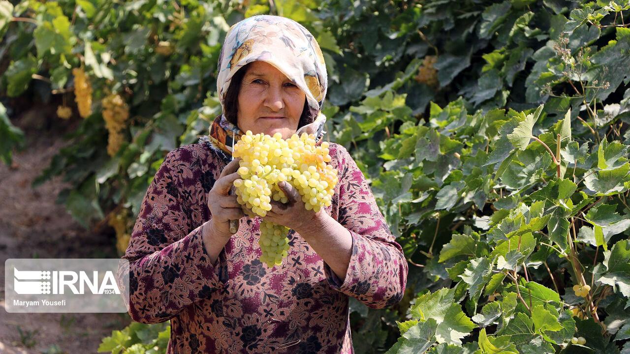 Το σταφύλι του Μαλκάν, ένα προϊόν με παγκόσμια φήμη.