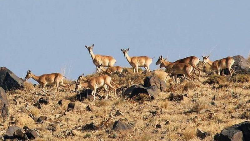 Το αποθεματικό βιόσφαιρας Ντενά, ένα πλούσιο σύνολο φυτικών και ζωικών ειδών.